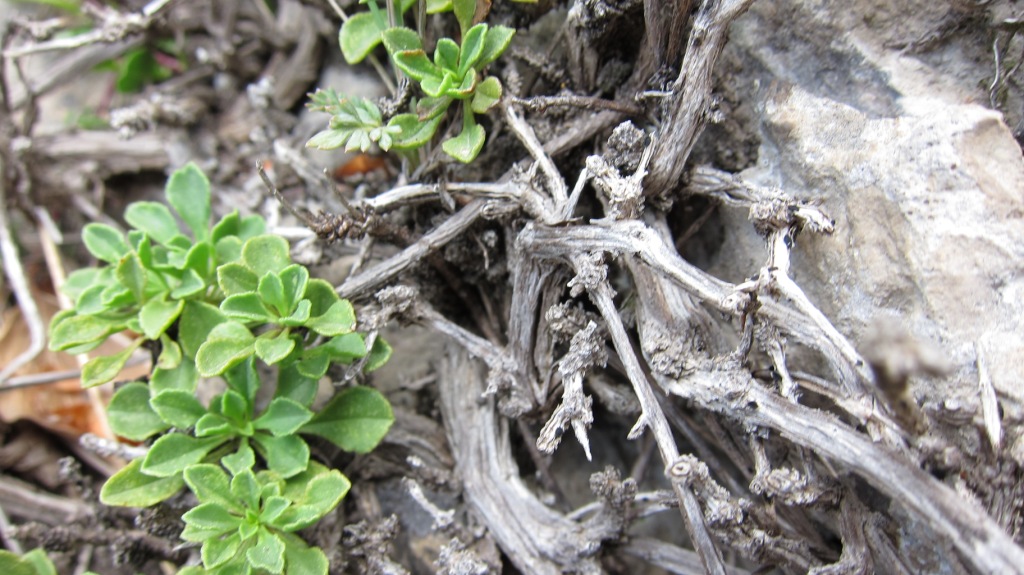 Globularia cordifolia subsp. neapolitana